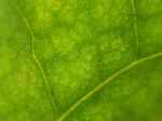 20131102_125318 Dandilion leaf.jpg